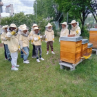 Bienen-3